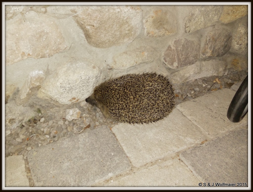 Hedgehog in our outdoor room