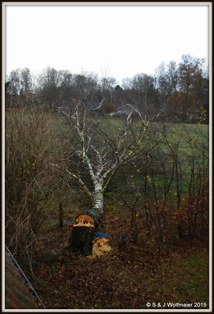 The fallen birch