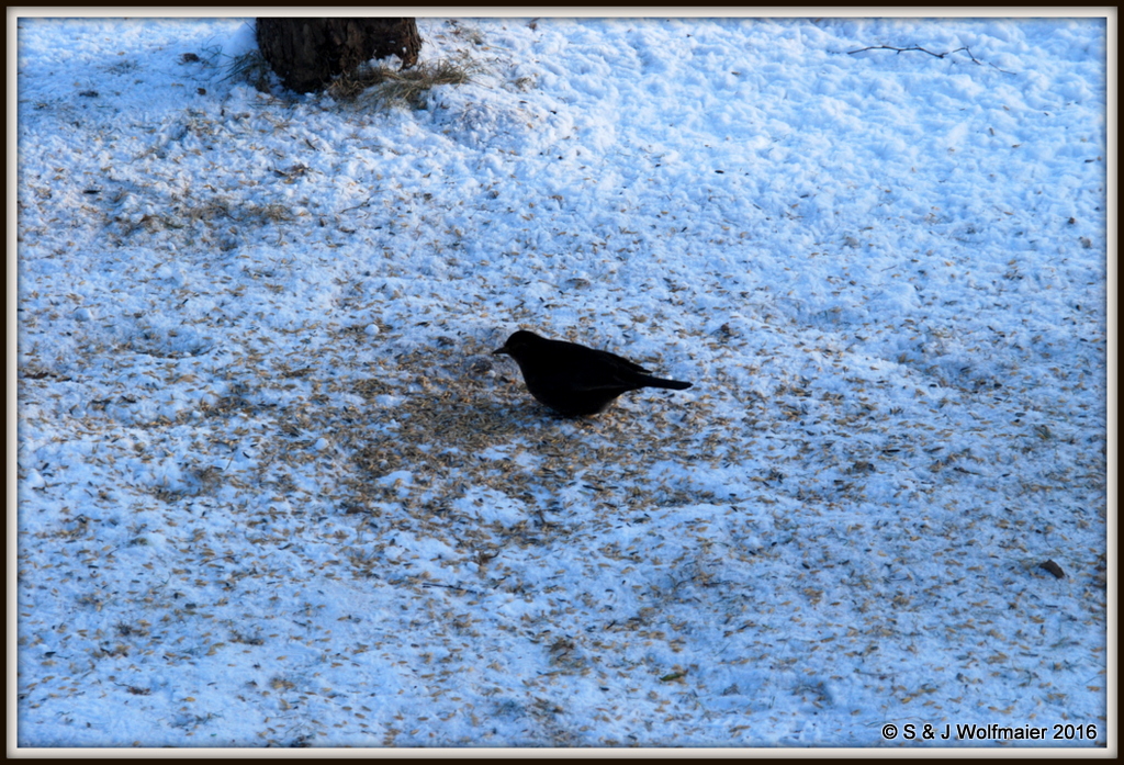 Common blackbird 