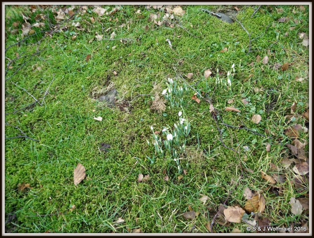 Snowdrops without snow