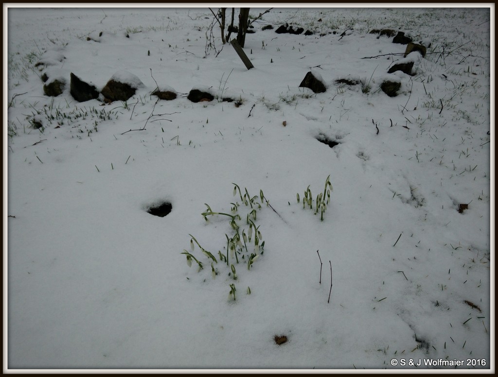 Snowdrops with snow