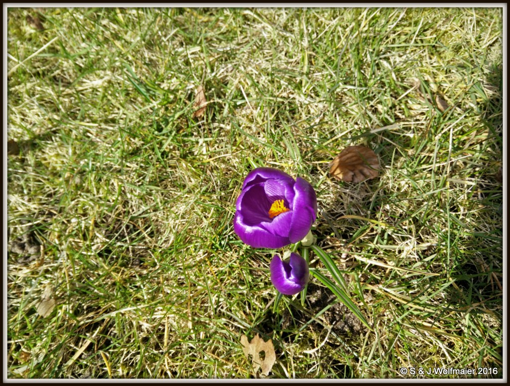 Crocus two and three