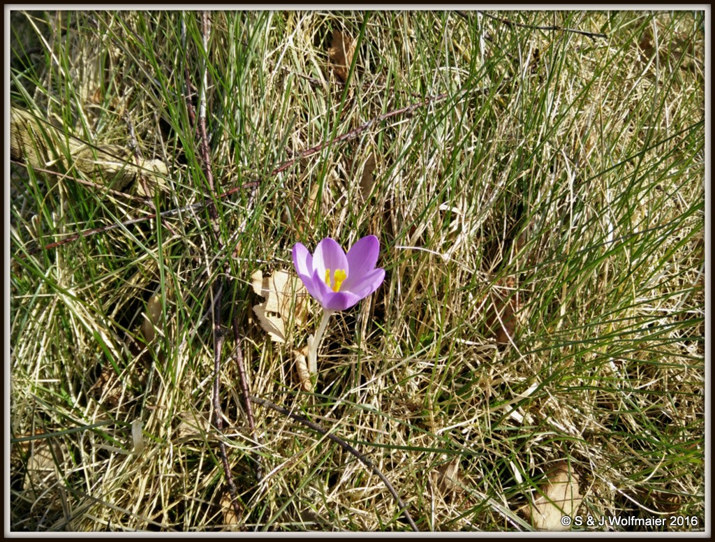 Crocus one