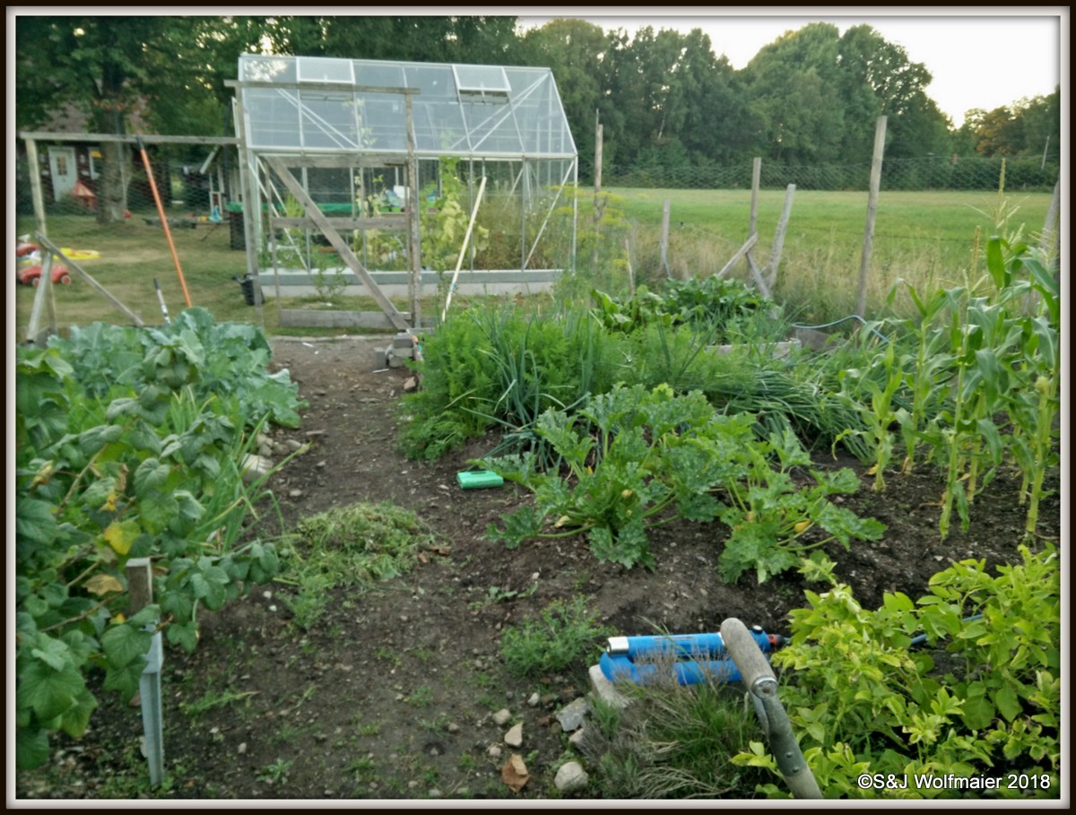 Our garden with the greenhouse in the back.