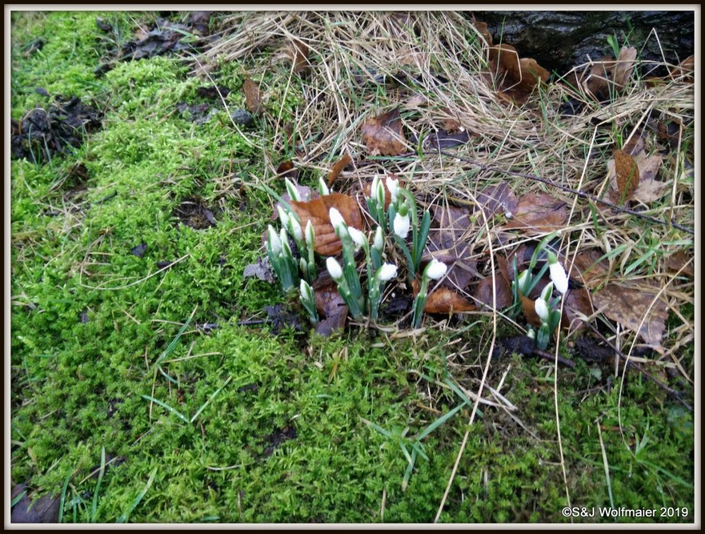 Snow drops in our garden
