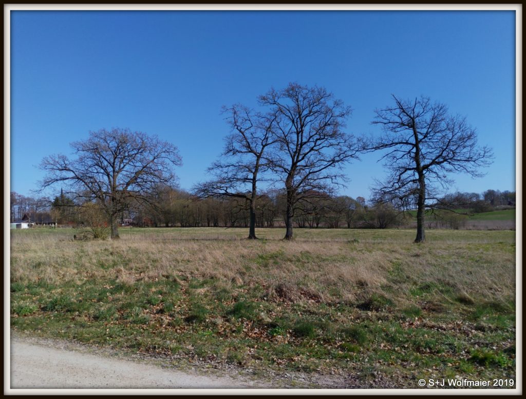 Oak trees on a field