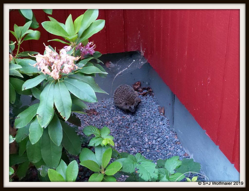 Hedgehog in the corner of the house