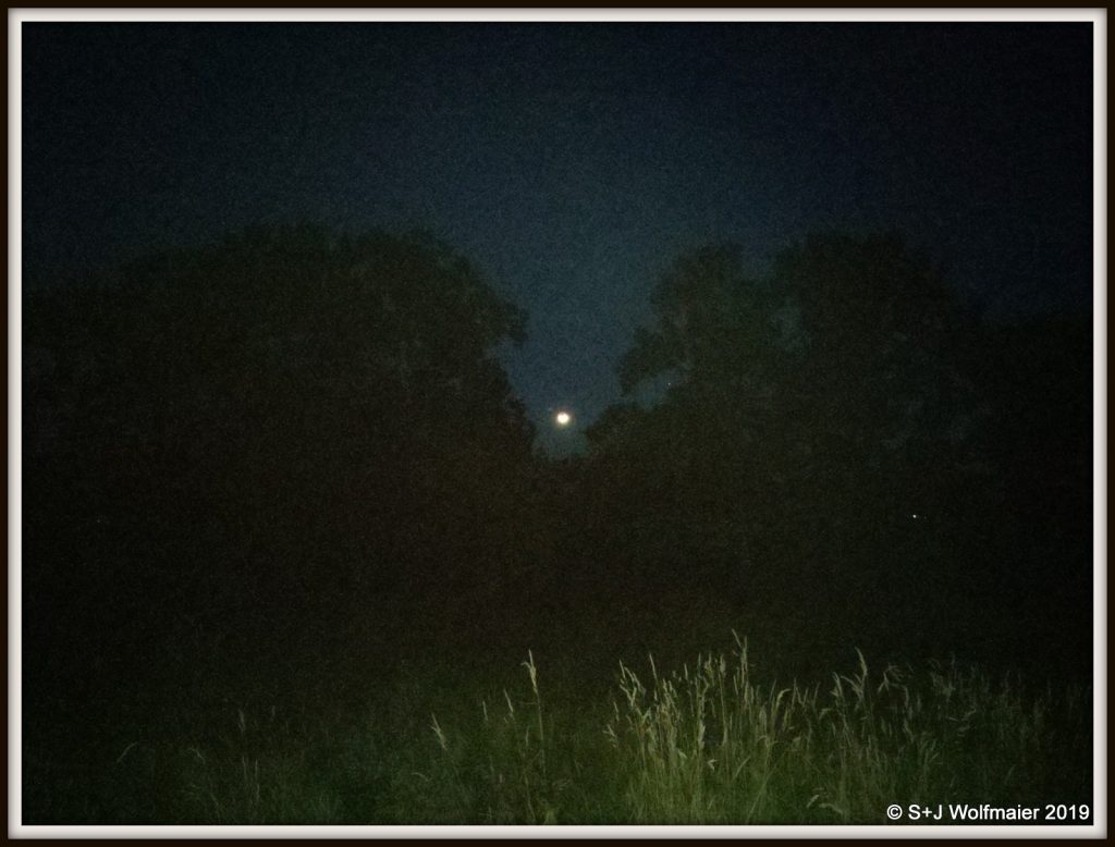 Full moon between trees