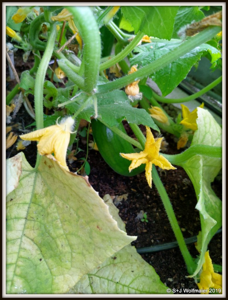 Cucumber in our greenhouse