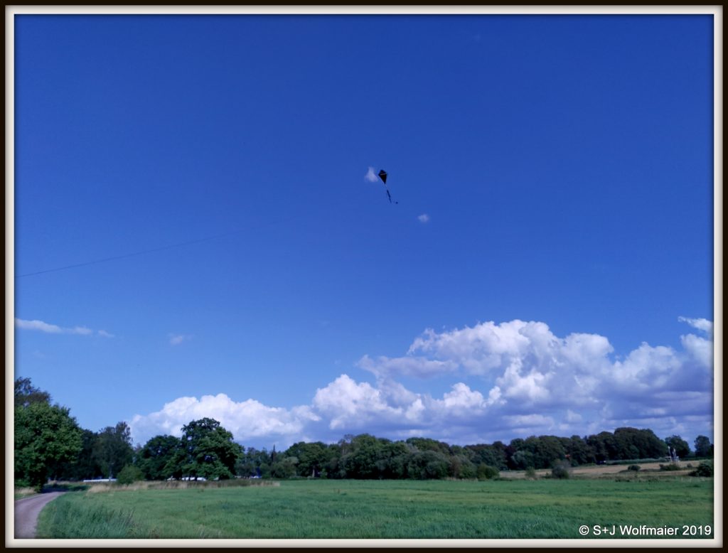 Flying black kite