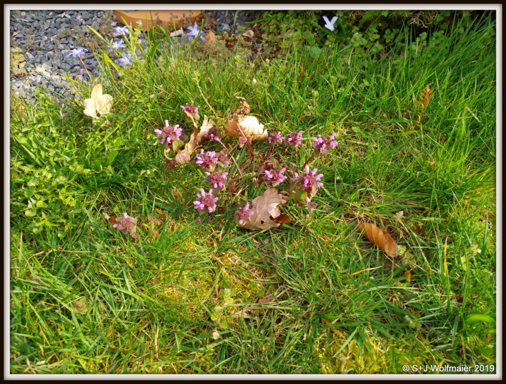 Small flowers