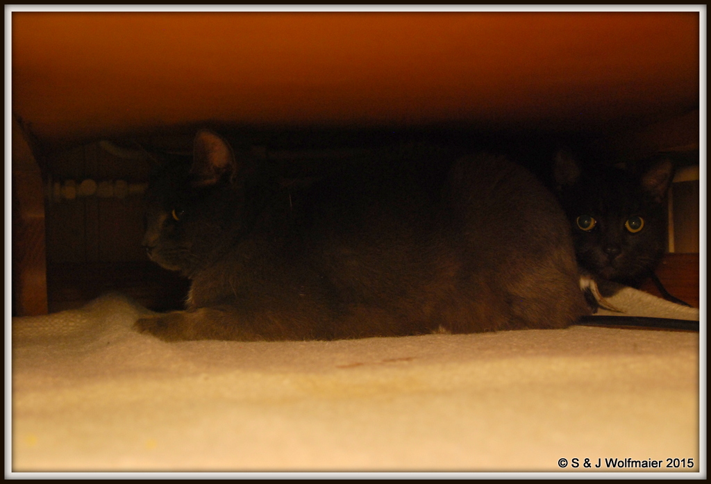 Siam and Milo hiding under the sofa.