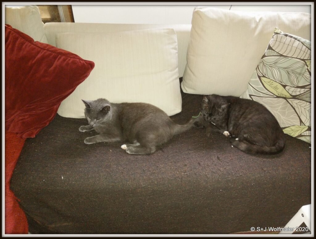 Siam and Milo on the sofa. 