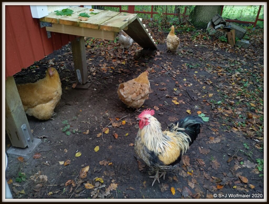 The Rooster and Hens looking at their new place